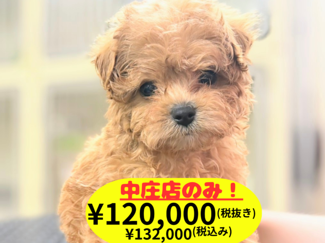 岡山県のハーフ犬・ミックス犬 (アミーゴ中庄店/2026年3月30日生まれ/男の子/レッドフォーン)の子犬の1枚目の画像