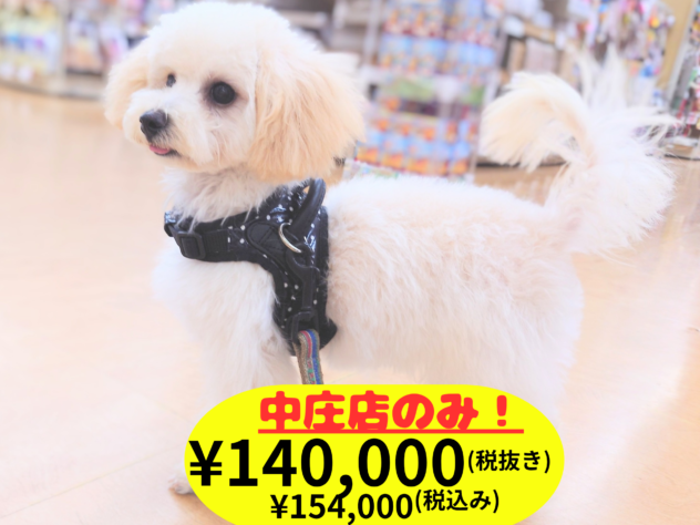 岡山県のハーフ犬・ミックス犬 (アミーゴ中庄店/2026年1月4日生まれ/女の子/クリーム)の子犬の1枚目の画像