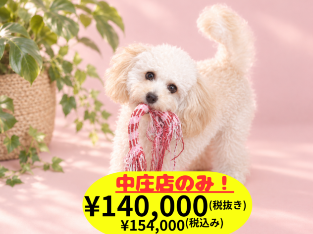 岡山県のハーフ犬・ミックス犬 (アミーゴ中庄店/2026年1月4日生まれ/女の子/クリーム)の子犬の1枚目の画像