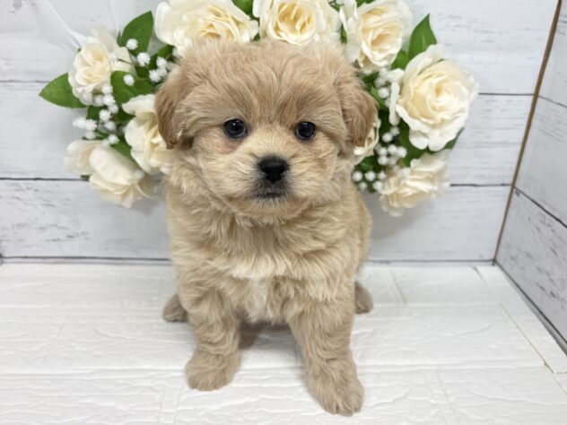福島県のハーフ犬・ミックス犬 (アミーゴ郡山南店/2026年3月8日生まれ/女の子/クリーム)の子犬