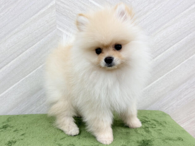 福島県のポメラニアン (アミーゴ郡山南店/2026年3月1日生まれ/男の子/クリーム)の子犬
