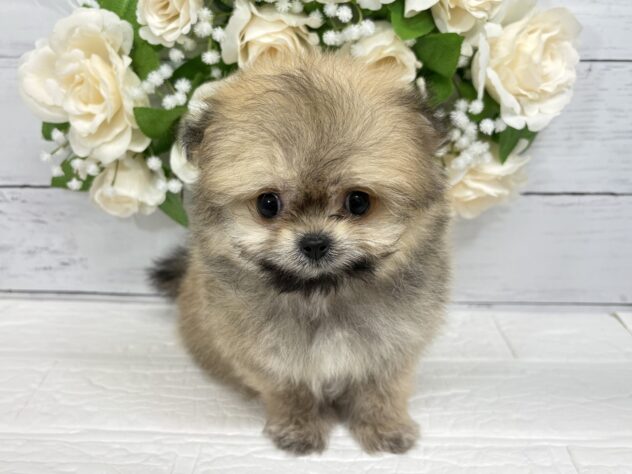 福島県のハーフ犬・ミックス犬 (アミーゴ郡山南店/2026年3月15日生まれ/男の子/オレンジセーブル)の子犬