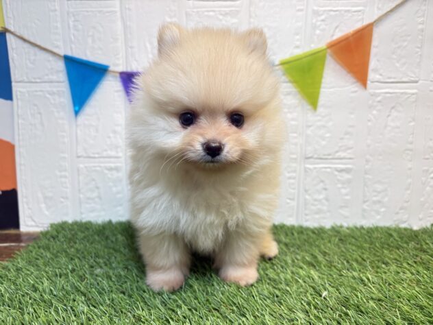 福島県のポメラニアン (アミーゴ郡山南店/2026年3月1日生まれ/男の子/クリーム)の子犬