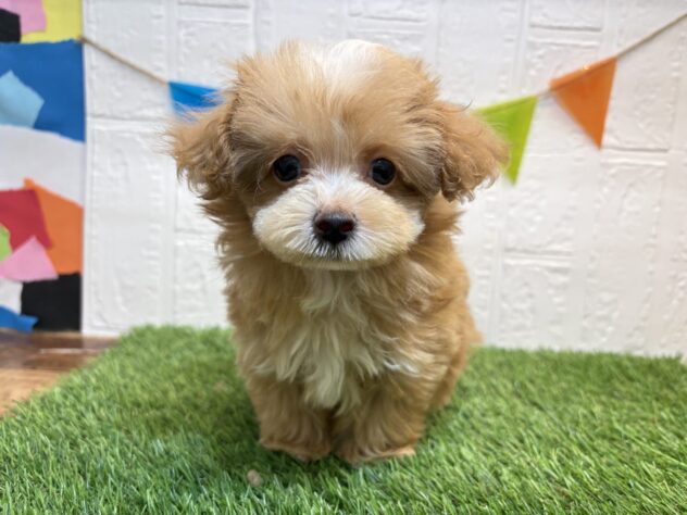 福島県のハーフ犬・ミックス犬 (アミーゴ郡山南店/2026年3月2日生まれ/男の子/アプリコットホワイト)の子犬
