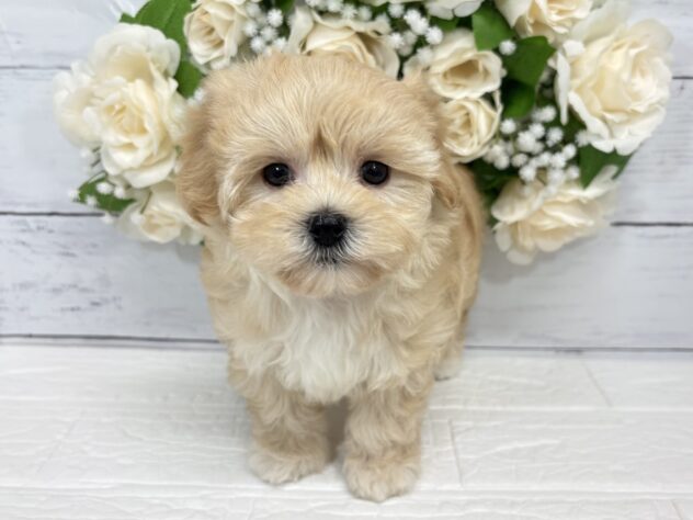 福島県のハーフ犬・ミックス犬 (アミーゴ郡山南店/2026年3月20日生まれ/女の子/クリーム)の子犬