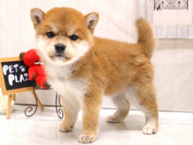 兵庫県の柴犬(標準サイズ) (ペット・プラザ アミーゴ加古川店/2026年3月1日生まれ/女の子/赤)の子犬の2枚目の画像
