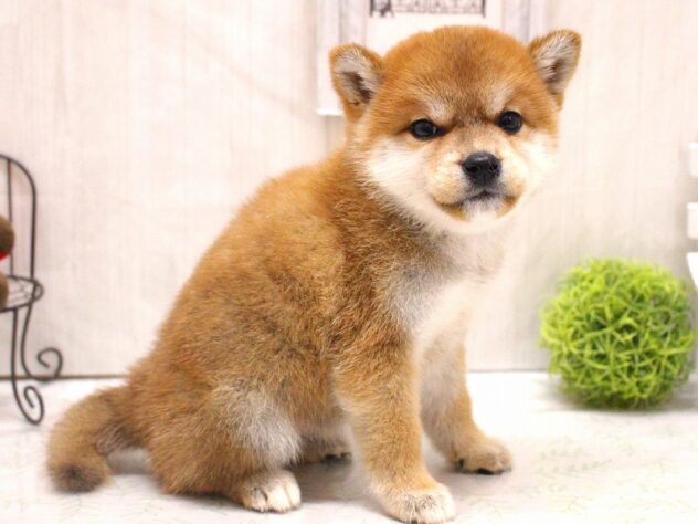 兵庫県の柴犬(標準サイズ) (ペット・プラザ アミーゴ加古川店/2026年3月1日生まれ/女の子/赤)の子犬の3枚目の画像