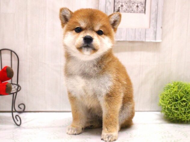 兵庫県の柴犬(標準サイズ) (ペット・プラザ アミーゴ加古川店/2026年3月1日生まれ/女の子/赤)の子犬の1枚目の画像