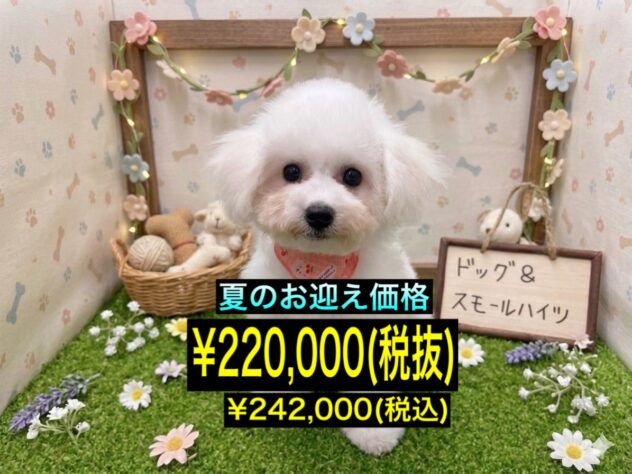 岡山県のビションフリーゼ (アミーゴ倉敷店/2026年3月22日生まれ/女の子/ホワイト)の子犬