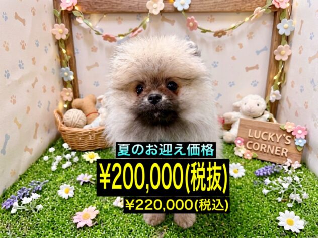 岡山県のポメラニアン (アミーゴ倉敷店/2026年3月3日生まれ/男の子/ウルフセーブル)の子犬
