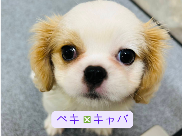 岡山県のハーフ犬・ミックス犬 (アミーゴ水島店/2026年2月19日生まれ/女の子/ホワイトクリーム)の子犬の1枚目の画像