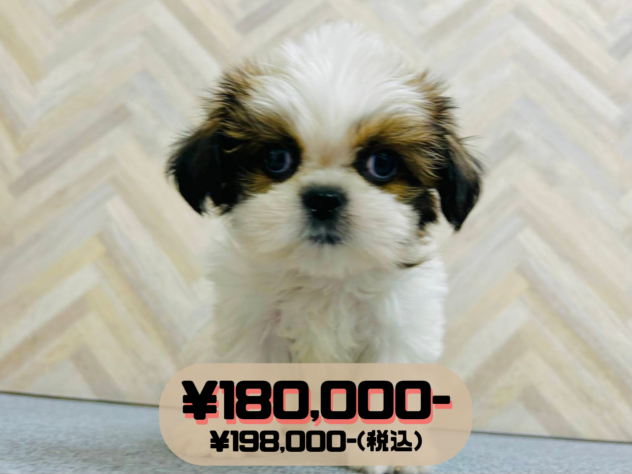 岡山県のシーズー (アミーゴ水島店/2026年3月23日生まれ/男の子/ホワイトゴールド)の子犬の1枚目の画像
