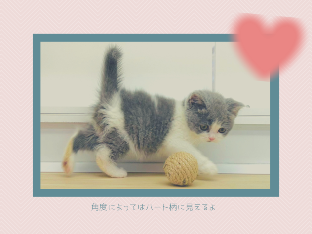 岡山県のブリティッシュショートヘアー (アミーゴ水島店/2026年3月25日生まれ/女の子/ブルーホワイト)の子猫の3枚目の画像