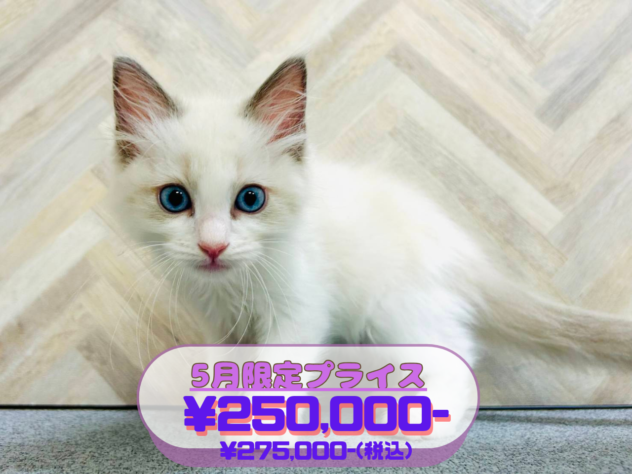 岡山県のラグドール (アミーゴ水島店/2026年3月29日生まれ/男の子/ブルーポイントバイカラー)の子猫の1枚目の画像