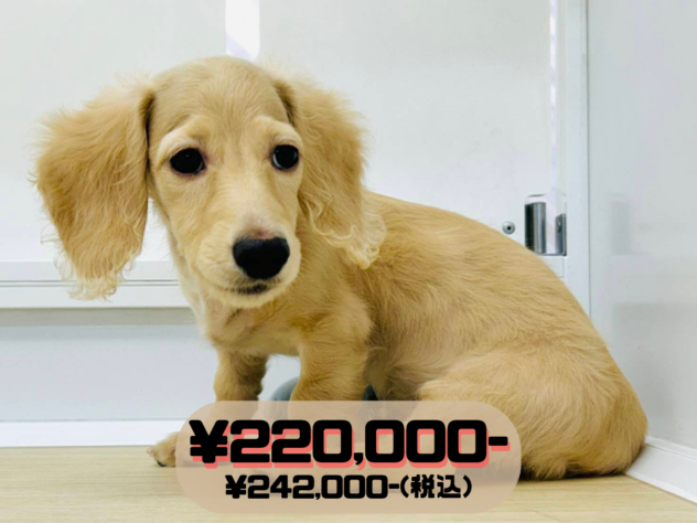 岡山県のミニチュアダックスフンド(ロング) (アミーゴ水島店/2026年3月2日生まれ/男の子/イエロー)の子犬の1枚目の画像