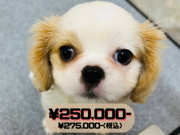 岡山県のハーフ犬・ミックス犬 (アミーゴ水島店/2026年2月19日生まれ/女の子/ホワイトクリーム)の子犬の1枚目の画像