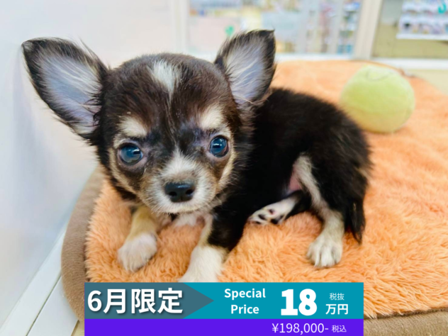 岡山県のチワワ(ロング) (アミーゴ水島店/2026年3月31日生まれ/女の子/チョコレートタンホワイト)の子犬