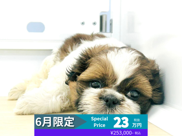 岡山県のシーズー (アミーゴ水島店/2026年3月23日生まれ/女の子/ホワイトゴールド)の子犬の1枚目の画像