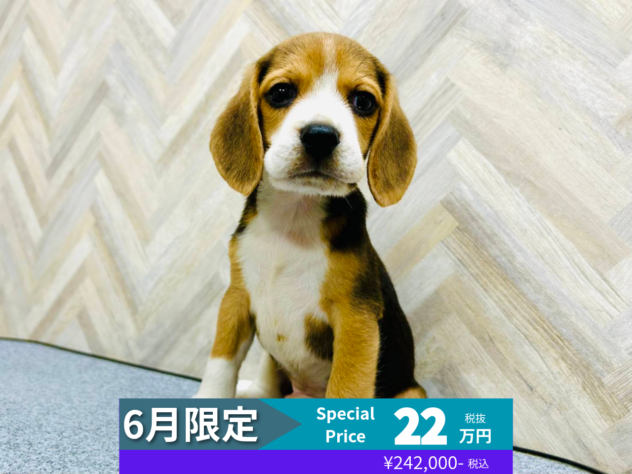 岡山県のビーグル (アミーゴ水島店/2026年3月24日生まれ/男の子/ブラックホワイトタン)の子犬の1枚目の画像