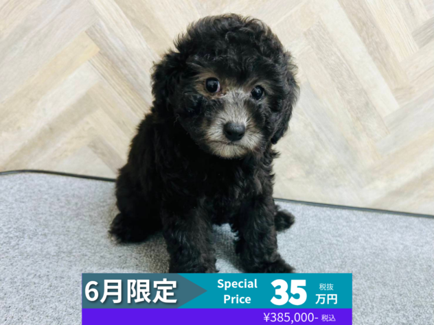 岡山県のトイプードル(トイ) (アミーゴ水島店/2026年3月21日生まれ/女の子/シルバー)の子犬の1枚目の画像