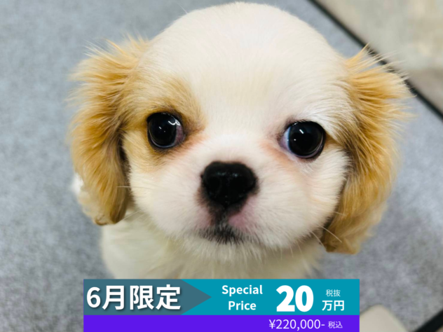 岡山県のハーフ犬・ミックス犬 (アミーゴ水島店/2026年2月19日生まれ/女の子/ホワイトクリーム)の子犬の1枚目の画像
