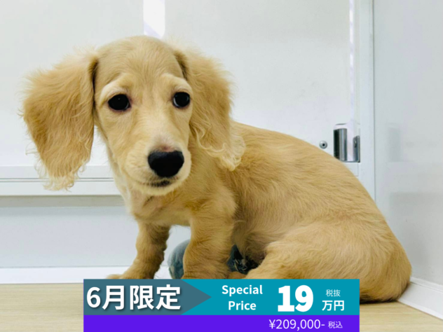岡山県のミニチュアダックスフンド(ロング) (アミーゴ水島店/2026年3月2日生まれ/男の子/イエロー)の子犬の1枚目の画像