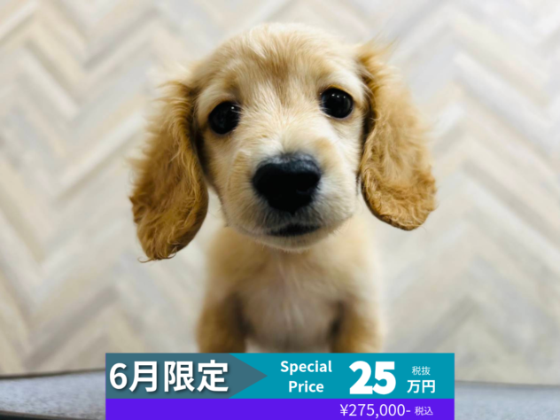 岡山県のカニンヘンダックスフンド(ロング) (アミーゴ水島店/2026年3月10日生まれ/女の子/イエロー)の子犬の1枚目の画像