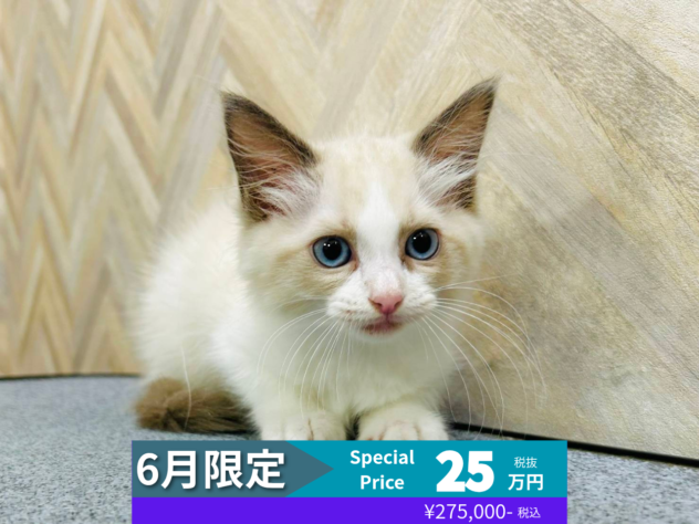 岡山県のラグドール (アミーゴ水島店/2026年3月21日生まれ/女の子/ブルーポイントバイカラー)の子猫の1枚目の画像