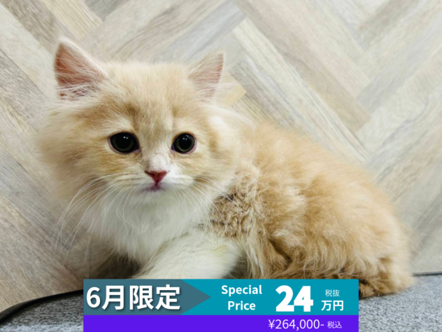 岡山県のスコティッシュフォールド (アミーゴ水島店/2026年3月17日生まれ/女の子/クリームホワイト)の子猫の1枚目の画像