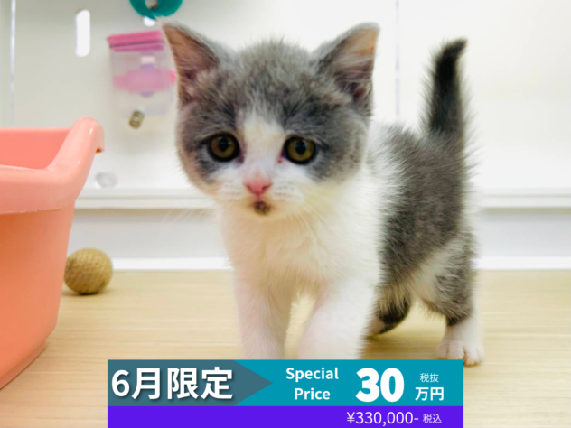 岡山県のブリティッシュショートヘアー (アミーゴ水島店/2026年3月25日生まれ/女の子/ブルーホワイト)の子猫の1枚目の画像
