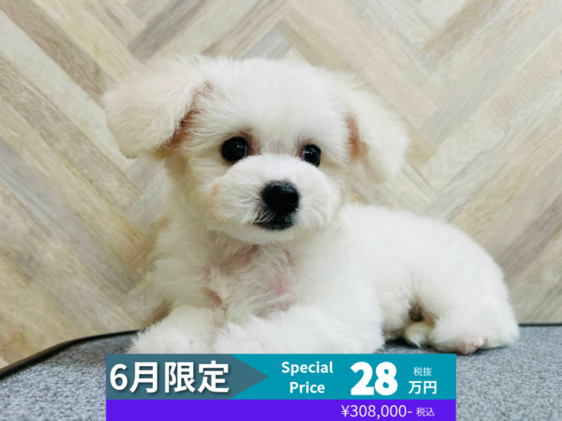 岡山県のビションフリーゼ (アミーゴ水島店/2026年3月22日生まれ/女の子/ホワイト)の子犬の1枚目の画像