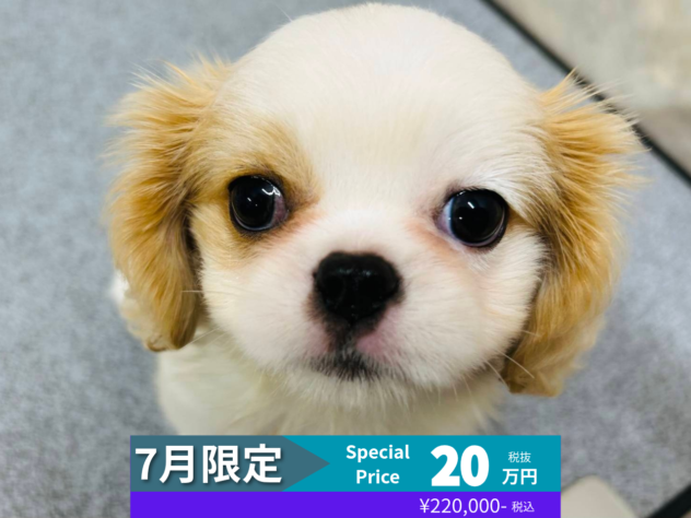 岡山県のハーフ犬・ミックス犬 (アミーゴ水島店/2026年2月19日生まれ/女の子/ホワイトクリーム)の子犬の1枚目の画像