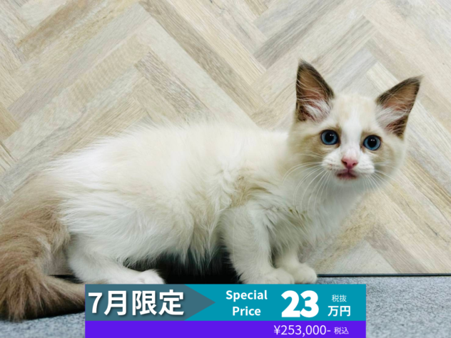 岡山県のラグドール (アミーゴ水島店/2026年3月22日生まれ/女の子/ブルーポイントバイカラー)の子猫の1枚目の画像