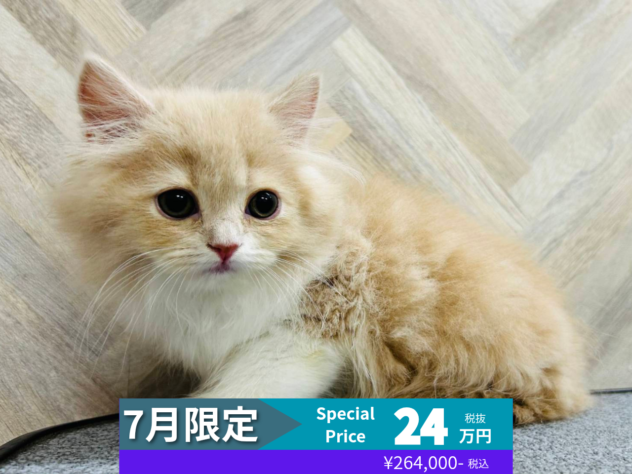 岡山県のスコティッシュフォールド (アミーゴ水島店/2026年3月17日生まれ/女の子/クリームホワイト)の子猫の1枚目の画像