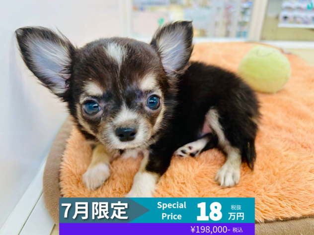 岡山県のチワワ(ロング) (アミーゴ水島店/2026年3月31日生まれ/女の子/チョコレートタンホワイト)の子犬の1枚目の画像