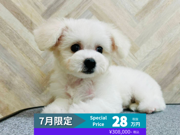 岡山県のビションフリーゼ (アミーゴ水島店/2026年3月22日生まれ/女の子/ホワイト)の子犬の1枚目の画像