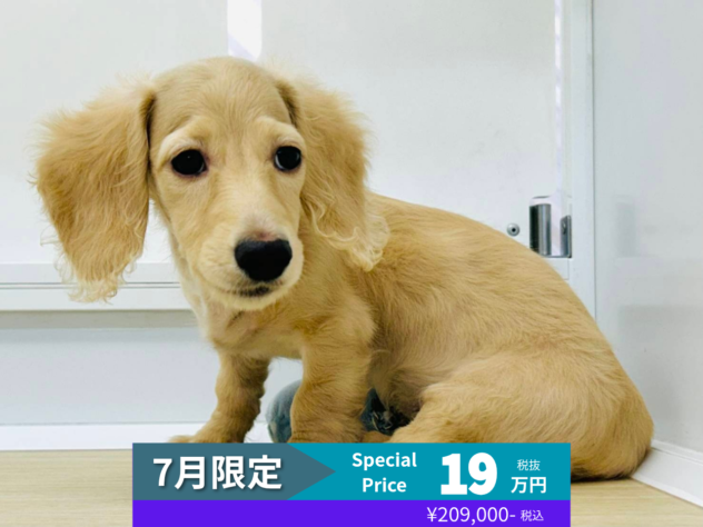 岡山県のミニチュアダックスフンド(ロング) (アミーゴ水島店/2026年3月2日生まれ/男の子/イエロー)の子犬の1枚目の画像