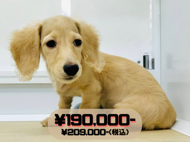 岡山県のミニチュアダックスフンド(ロング) (アミーゴ水島店/2026年3月2日生まれ/男の子/イエロー)の子犬の1枚目の画像