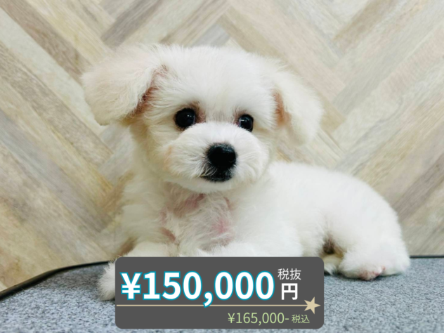 岡山県のビションフリーゼ (アミーゴ水島店/2026年3月22日生まれ/女の子/ホワイト)の子犬の1枚目の画像