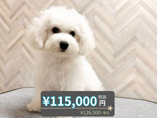 岡山県のビションフリーゼ (アミーゴ水島店/2026年3月21日生まれ/男の子/ホワイト)の子犬の1枚目の画像