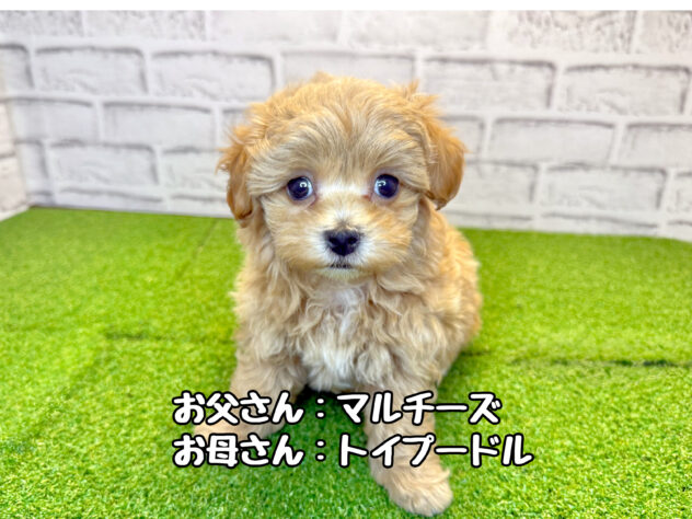 岡山県のハーフ犬・ミックス犬 (アミーゴ妹尾店/2026年3月19日生まれ/女の子/クリーム)の子犬の1枚目の画像