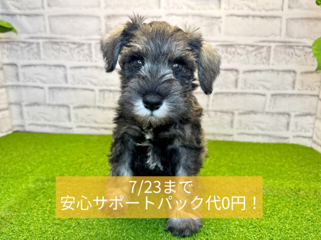 岡山県のミニチュアシュナウザー (アミーゴ妹尾店/2026年3月18日生まれ/男の子/ソルトペッパー)の子犬の1枚目の画像
