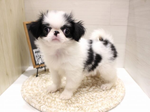 兵庫県の狆 (ペット・プラザ アミーゴ明石魚住店/2026年1月16日生まれ/男の子/白黒)の子犬の3枚目の画像