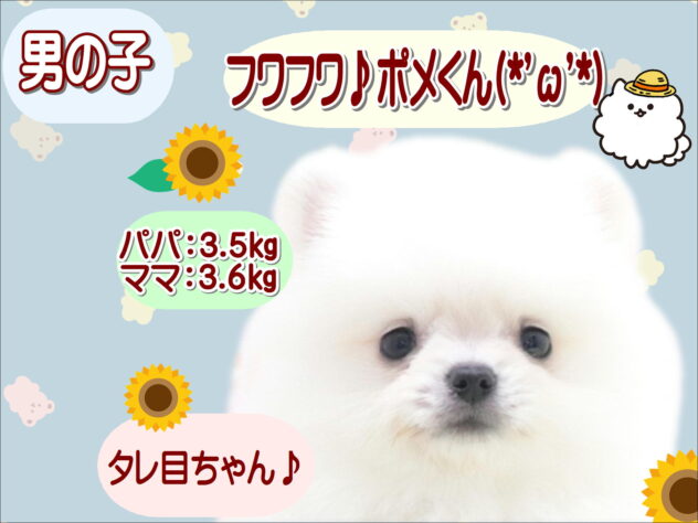 大阪府のポメラニアン (アミーゴ鳳店/2026年4月12日生まれ/男の子/ホワイト)の子犬の1枚目の画像