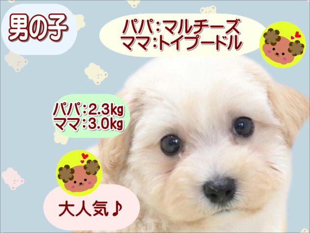 大阪府のハーフ犬・ミックス犬 (アミーゴ鳳店/2026年4月19日生まれ/男の子/クリーム)の子犬の1枚目の画像