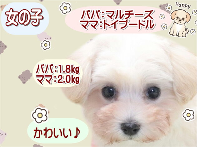 大阪府のハーフ犬・ミックス犬 (アミーゴ鳳店/2026年4月15日生まれ/女の子/クリーム)の子犬の1枚目の画像