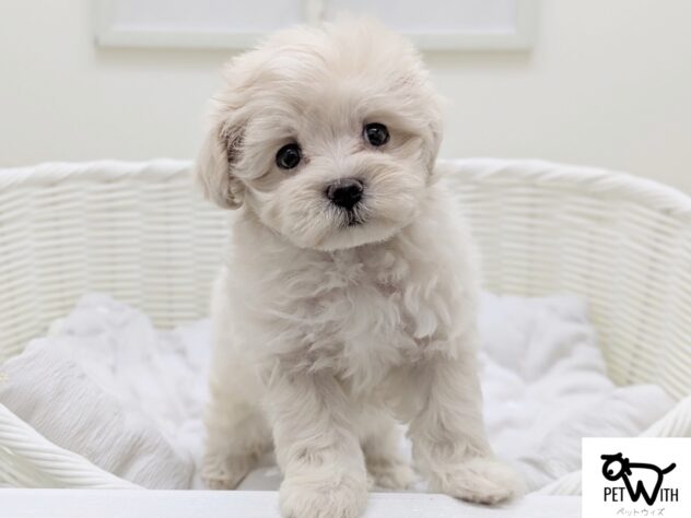 福島県のハーフ犬・ミックス犬 (アミーゴ会津若松店/2026年4月6日生まれ/女の子/クリーム)の子犬