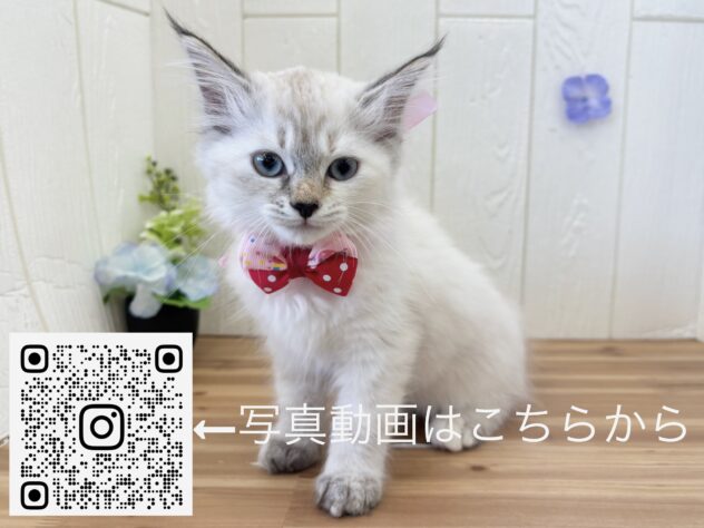 広島県のサイベリアン (アミーゴ大町店/2026年4月1日生まれ/女の子/シールリンクスポイント)の子猫の3枚目の画像