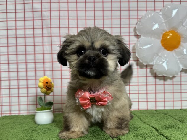 山形県のハーフ犬・ミックス犬 (アミーゴ酒田店/2026年3月1日生まれ/女の子/フォーン)の子犬