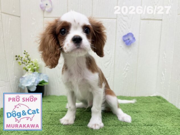 広島県のキャバリアキングチャールズスパニエル (アミーゴ大町店/2026年4月5日生まれ/男の子/ブレンハイム)の子犬の2枚目の画像